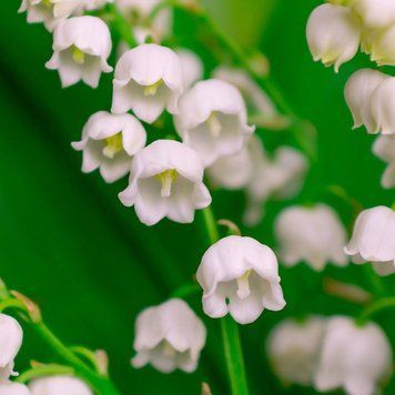 Аромаолія Lily of the Valley (Конвалія) lily-of-the-valley-10 фото
