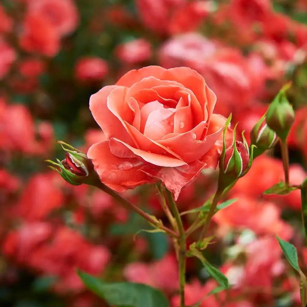 Аромаолія Bohemian Rose (Богевська троянда) bohemian-rose-10 фото