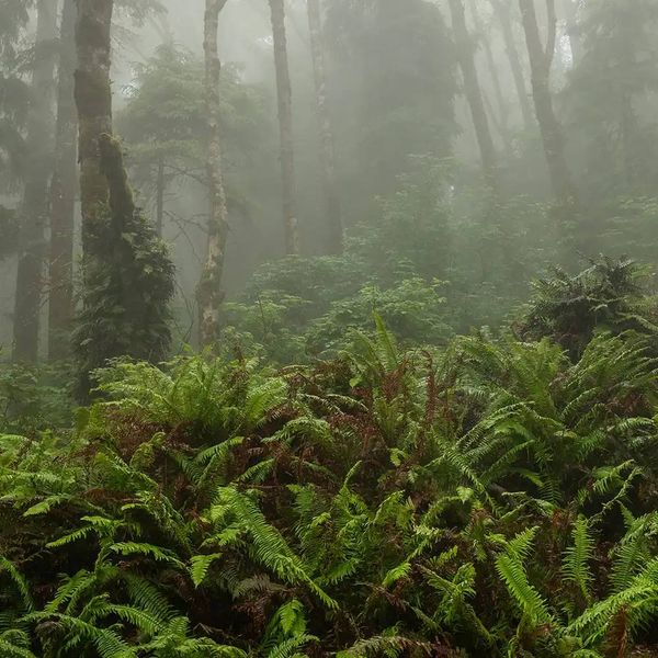 Аромаолія Fog and Fern (Туман та папороть) fog-and-fern-10 фото