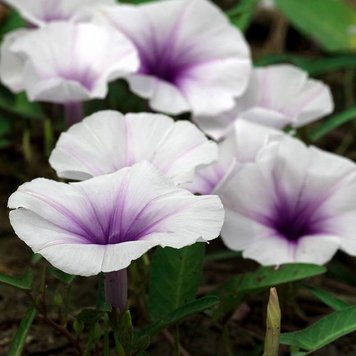 Аромаолія Moonflower Nectar (Нектар місячної квітки) mononflower-nectar-10 фото