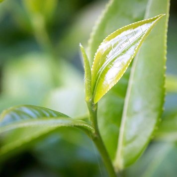 Аромаолія White tea (Білий чай) white-tea-500 фото