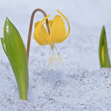 Аромаолія Glacier Lily (Льодовикова лілія) glacier-lily-10 фото