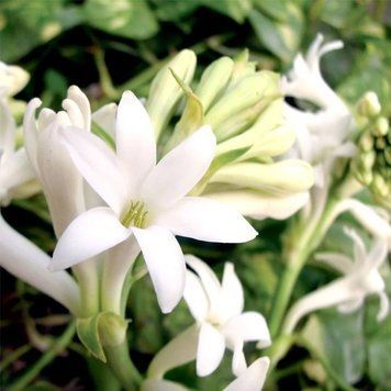 Аромаолія Gardenia Tuberose (Гарденія тубероза) gardenia-tuberose-10 фото