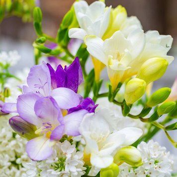 Аромаолія Freesia and Lilac (Фрезія та бузок) freesia-and-lilac-10 фото