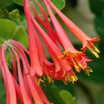 Аромаолія Wild Honeysuckle (Дика жимолость) wild-honeysuckle-10 фото