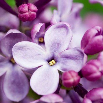 Аромаолія French lilac (Французький бузок) french-lilac-10 фото