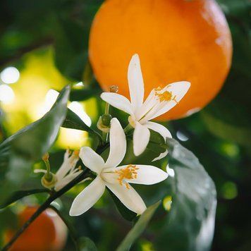 Аромаолія Orange Blossom Element (Апельсиновий цвіт, моноаромат) orange-blossom-element-10 фото