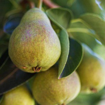 Аромаолія Orchard Pear (Садова груша) orchard-pear-10 фото