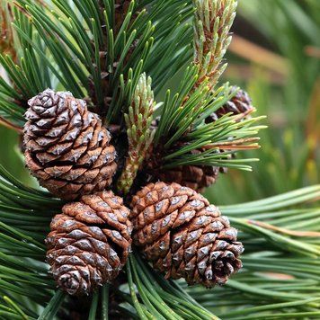 Аромаолія Mountain Pine (Гірська сосна) mountain-pine-10 фото