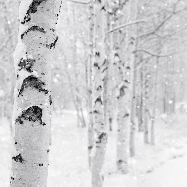 Аромамасло Woodland Snow (Лесной снег) woodland-snow-10 фото