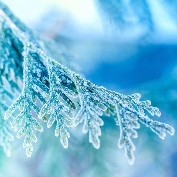 Аромаолія Frosted Juniper (Морозний ялівець) frosted-juniper-10 фото