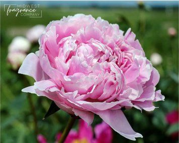 Аромамасло Midnight Peony (Полуночный пион) md-midnight-peony-10 фото