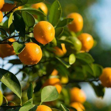 Аромаолія Citrus Sunshine (Сонячний цитрус) citrus-sunshine-10 фото