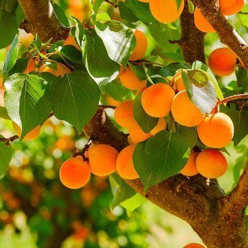 Аромаолія Apricot grove (Абрикосовий гай) apricot-grove-10 фото