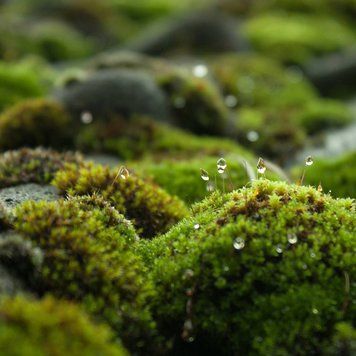 Аромаолія Petrichor petrichor-10 фото