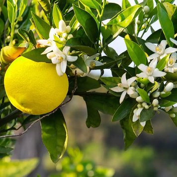 Аромаолія Yuzu Blossom (Цвіт юзу) yuzu-blossom-10 фото