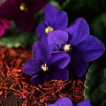 Аромаолія Black Violet and Saffron (Чорна фіалка та шафран) black-violet-saffron-10 фото