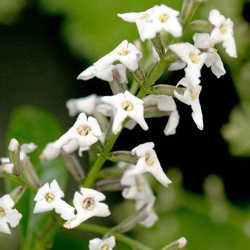 Аромаолія Lemon Verbena (Лимонна вербена) lemon-verbena-10 фото