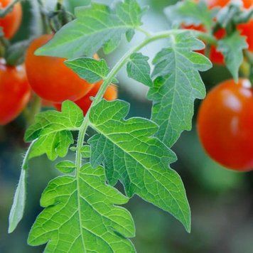 Аромаолія Tomato Leaf (Листя помідора) tomato-leaf-10 фото