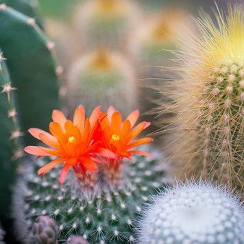 Аромаолія Cactus Flower and Jade (Квітка кактуса та нефрит) cactus-flower-jade-10 фото