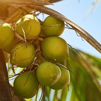 Аромаолія Coconut Soleil ( Сонячний кокос) coconut-soleil-10 фото