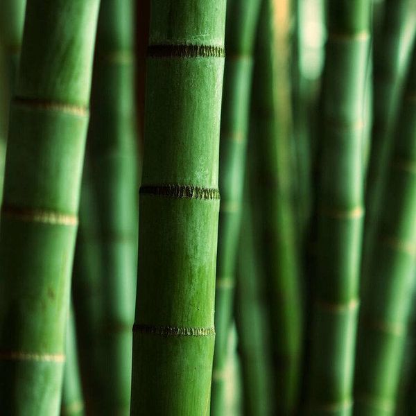 Аромаолія Himalayan Bamboo (Гімалайський бамбук) himalayan-bamboo-10 фото