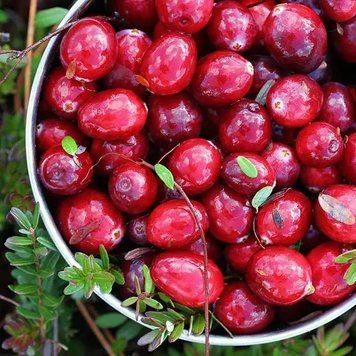 Аромаолія Cranberry Woods (Журавлинний ліс) cranberry-woods-10 фото