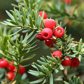 Аромаолія Red Berry Balsam (Бальзам з червоних ягід) red-berry-balsam-10 фото