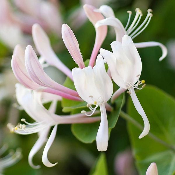 Аромамасло Honeysuckle Jasmine (Жимолость жасмина) honeysuckle-jasmine-10 фото