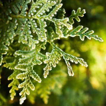 Аромаолія Cypress and Bayberry (Кипарис та бейберрі) cypress-bayberry-10 фото