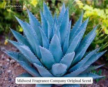 Аромамасло Agave Nectar + Lime Blossom (Нектар агавы + липовый цвет) md-agave-nectar-lime-10 фото