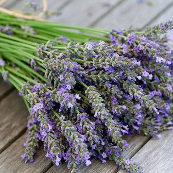 Аромаолія Lavender (Лаванда) lavender-10 фото