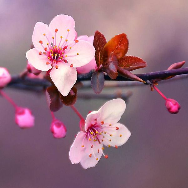 Аромаолія Japanese cherry blossom (Цвіт японської вишні) japanese-cheery-10 фото