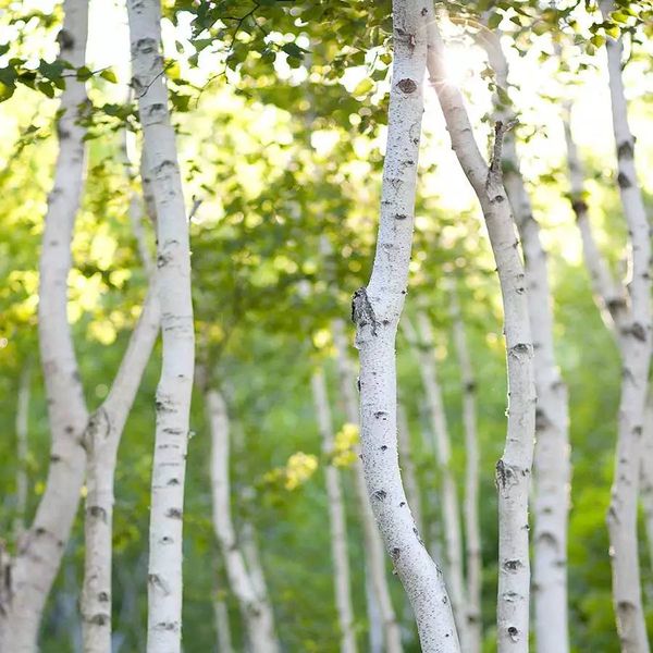 Аромамасло White Birch (Белая береза) white-birch-10 фото