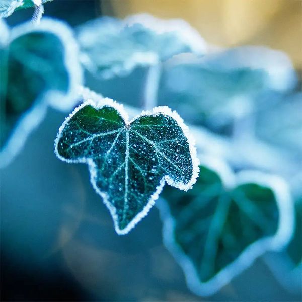 Аромамасло Arctic Ivy (Арктический плющ) arctic-ivy-10 фото