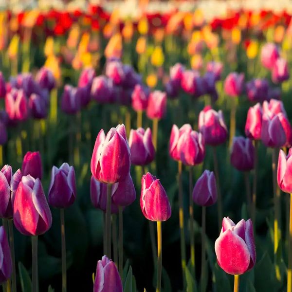 Аромамасло Tulip Fields (Тюльпановые поля) tulip-fields-10 фото