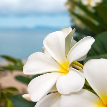 Аромамасло Seaside Plumeria (Приморская плюмерия) seaside-plumeria-10 фото