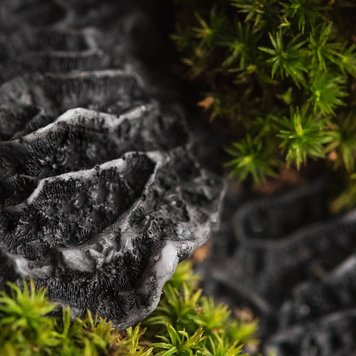 Аромамасло Black Coral and Moss (Черный коралл и мох) black-coral-and-moss-10 фото