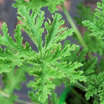 Аромамасло Citronella Element (Цитронелла, моноаромат) citronella-element-10 фото