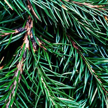 Аромамасло Fraser Fir (Елка Фрейзера) fraser-fir-10 фото