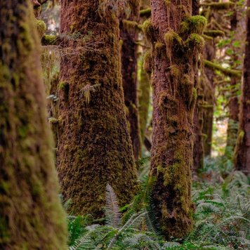 Аромамасло Redwoods and Moss (Секвои и мох) redwoods-and-moss-10 фото