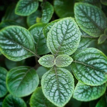 Аромаолія Garden Mint (Садова м'ята) garden-mint-10 фото