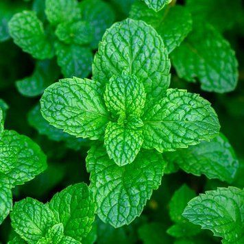 Аромамасло Peppermint Element (Перечная мята, моноаромат) peppermint-element-10 фото