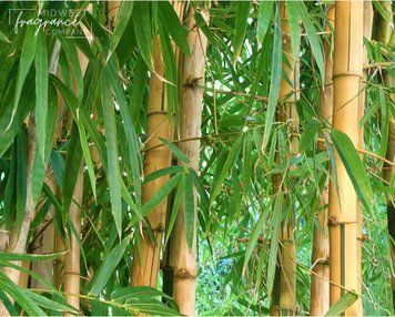 Аромамасло Bamboo + Teakwood (Бамбук та тиковое дерево) md-bamboo-teakwood-10 фото
