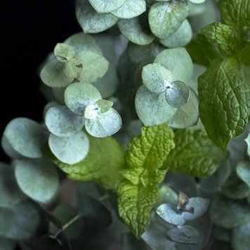 Аромаолія Peppermint and Eucalyptus (Перцева м'ята та евкаліпт) peppermint-eucalyptus-10 фото