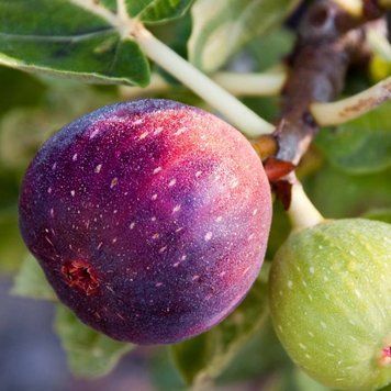 Аромаолія Fig Tree (Інжирне дерево) fig-tree-10 фото