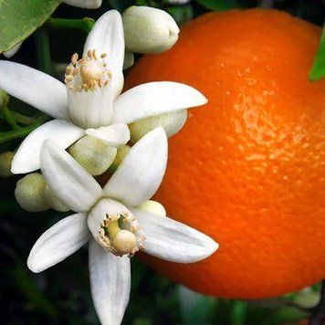 Аромаолія Orange Blossom (Апельсиновий цвіт) orange-blossom-10 фото